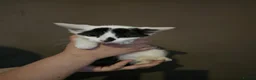 Mixed Breed cats for sale: 3 Beautiful male kittens - Advert 4