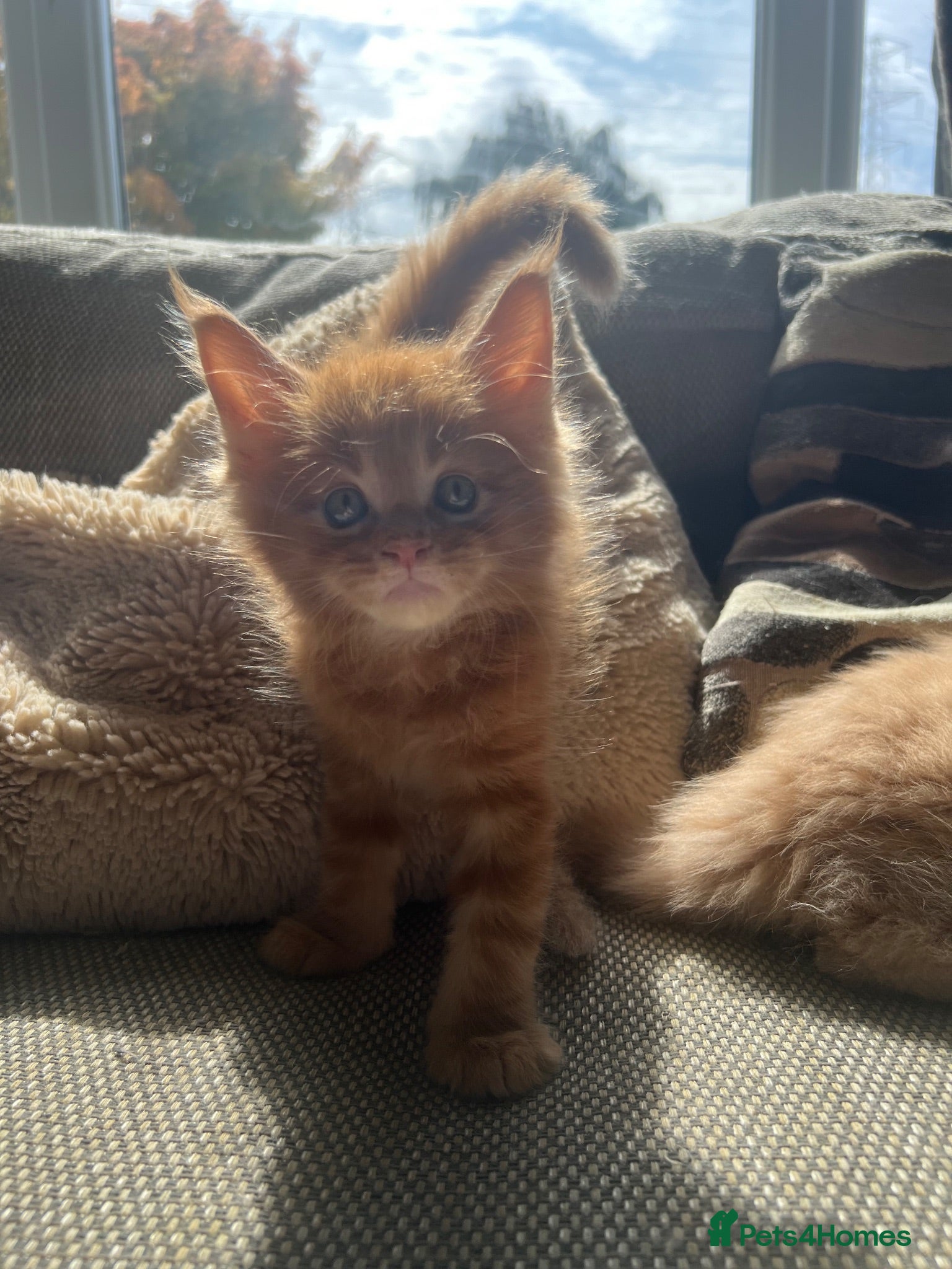 Maine Coon cats Mainecoon Kittens, ready 08/28! - Advert 1