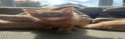 Maine Coon cats for sale: Mainecoon Kittens, ready 08/28! - Advert 1