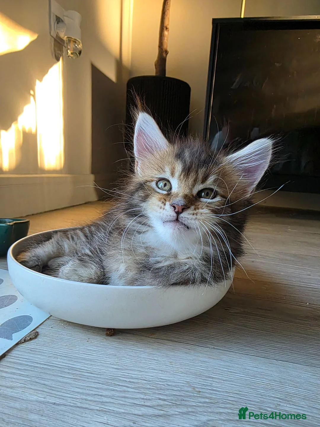Maine Coon cats for sale: Pure Breed Mainecoon Therapy Kittens - Advert 2