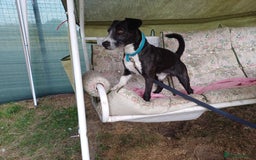 Mixed Breed dogs for adoption: Lovely JR & Patterdale BERTIE - for a  Loving Home - Image 1