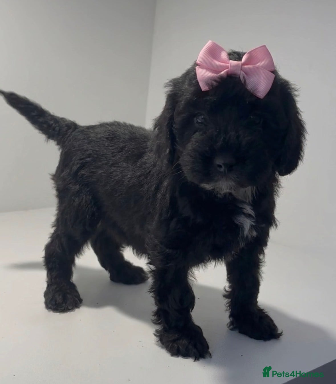 Cockapoo dogs Cockapoo puppies  - Advert 7