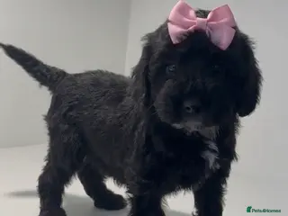 Cockapoo dogs Cockapoo puppies - Advert 7