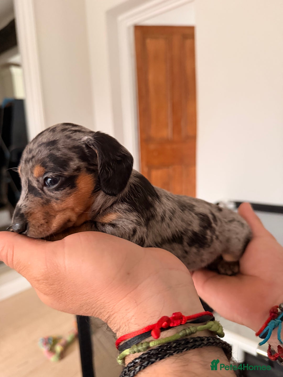 Mixed Breed dogs for sale: Miniature Dachshund × Dachshund Cockapoo Puppies - Advert 11