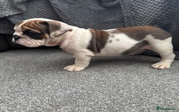 English Bulldog dogs for sale: KC Registered English Bulldog Puppies - Image 13
