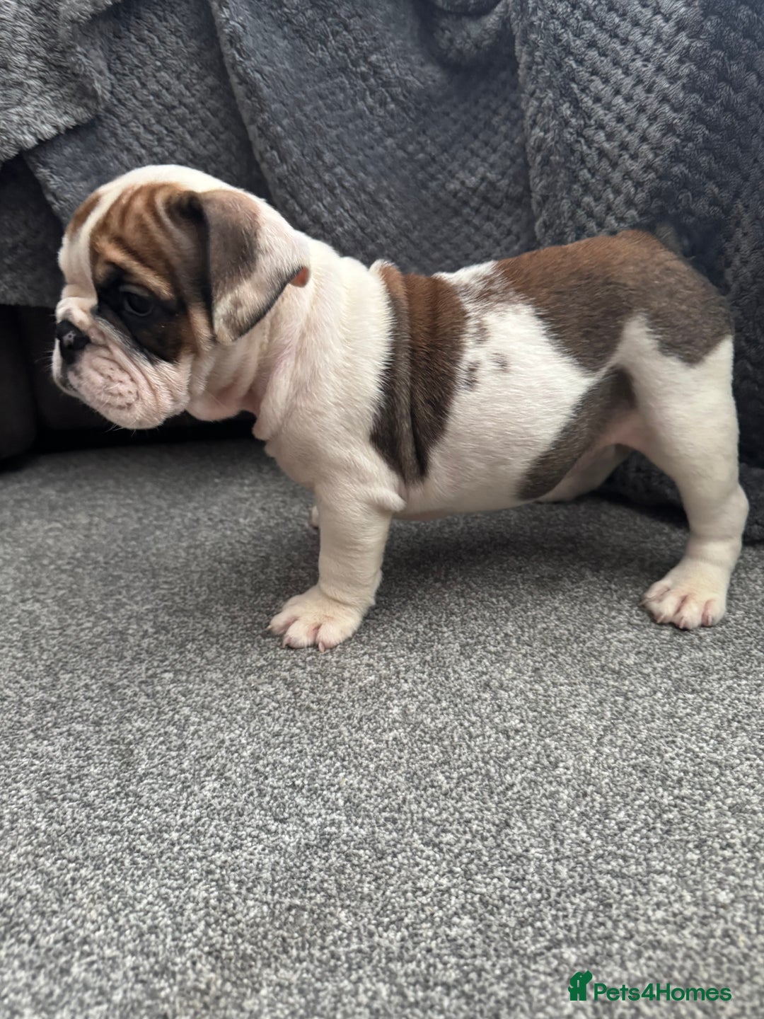 English Bulldog dogs for sale: KC Registered English Bulldog Puppies - Image 13