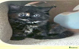 Turkish Angora cats for sale: Turkish Angora kittens - Image 6