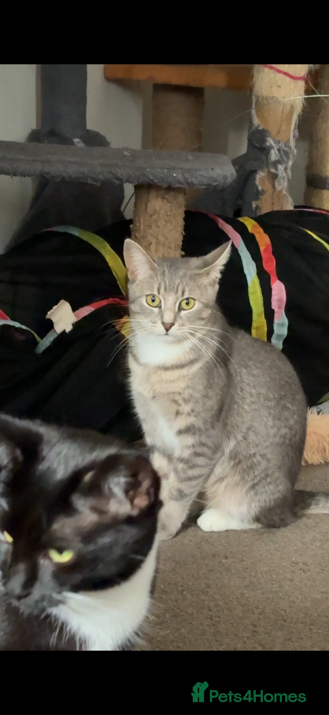 Domestic Shorthair cats for sale: Rescue cats- 60 in total, kittens/ adults🧡🙏 - Advert 28