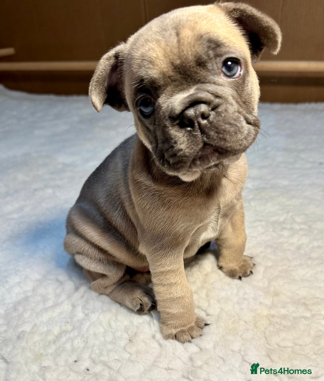 French Bulldog dogs for sale: 🐾 French Bulldog Puppies Available 🐾 - Advert 9