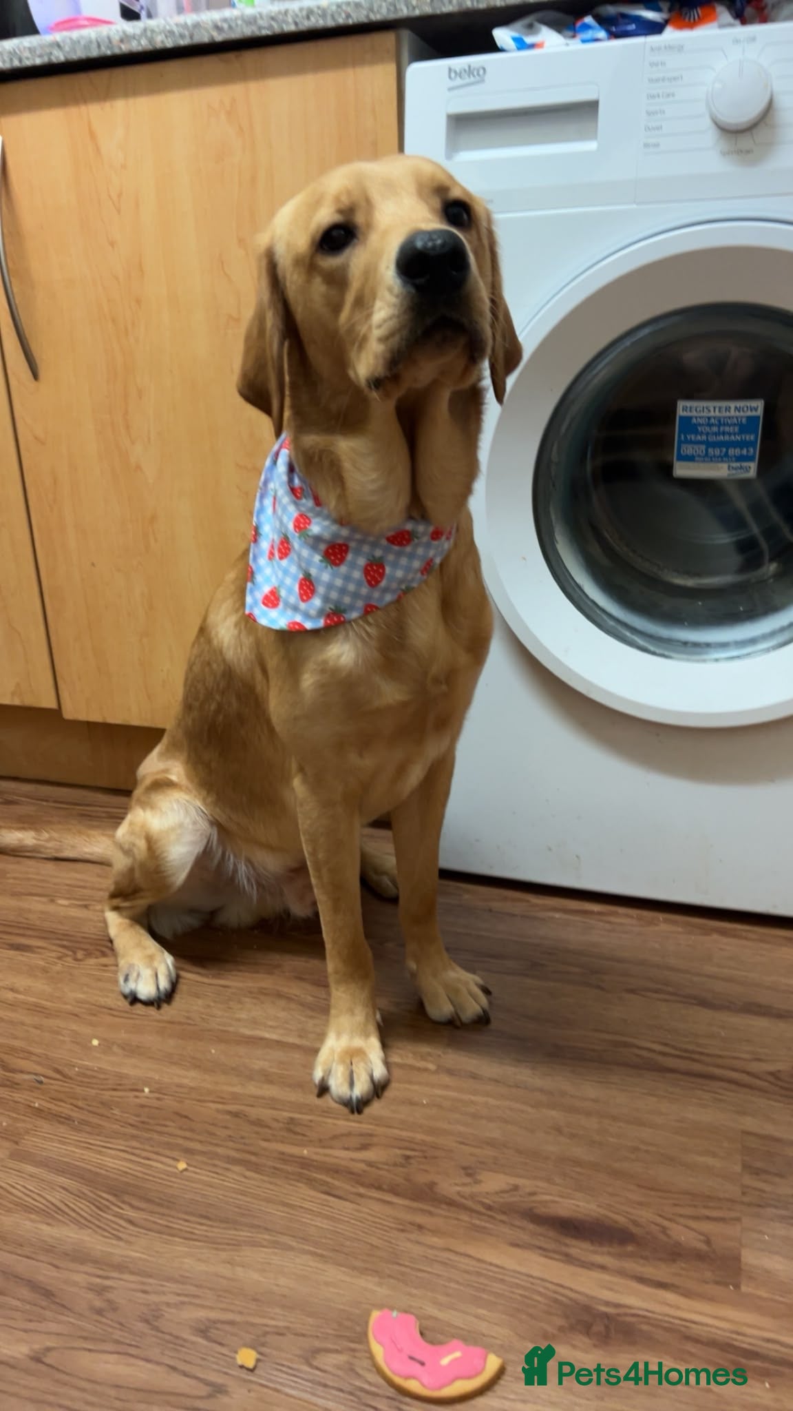 Labrador Retriever dogs 1 Year Old Yellow Lab Boy  - Advert 1