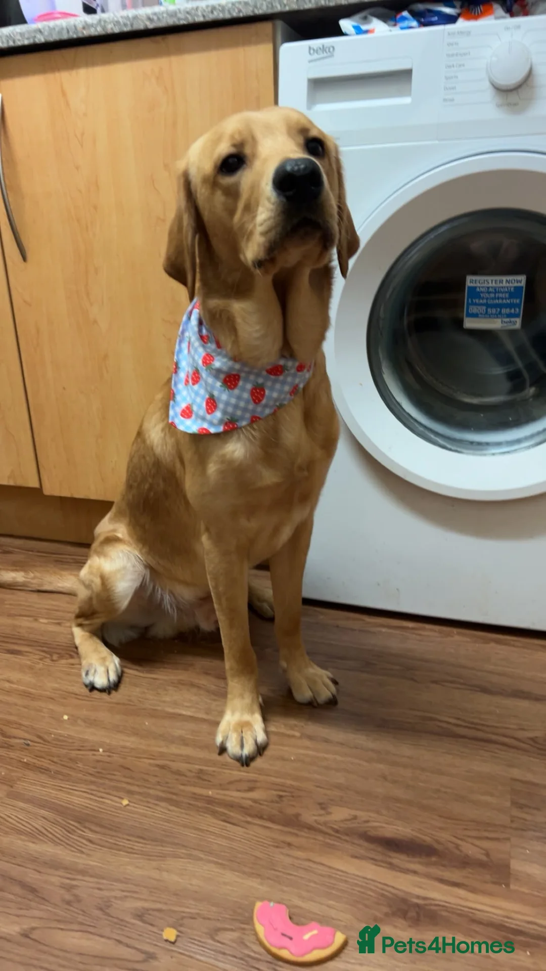 Labrador Retriever dogs for sale: 1 Year Old Yellow Lab Boy  in Harrow - Advert 1