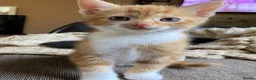 Mixed Breed cats for sale: 🐾 Adorable ginger kittens for sale, Chester 🐾  - Advert 8