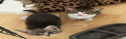 Domestic Shorthair cats for sale: 4 gorgeous male kittens 8weeks - Advert 10