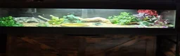 Snake reptiles for sale: Western Hognose snake - Advert 6