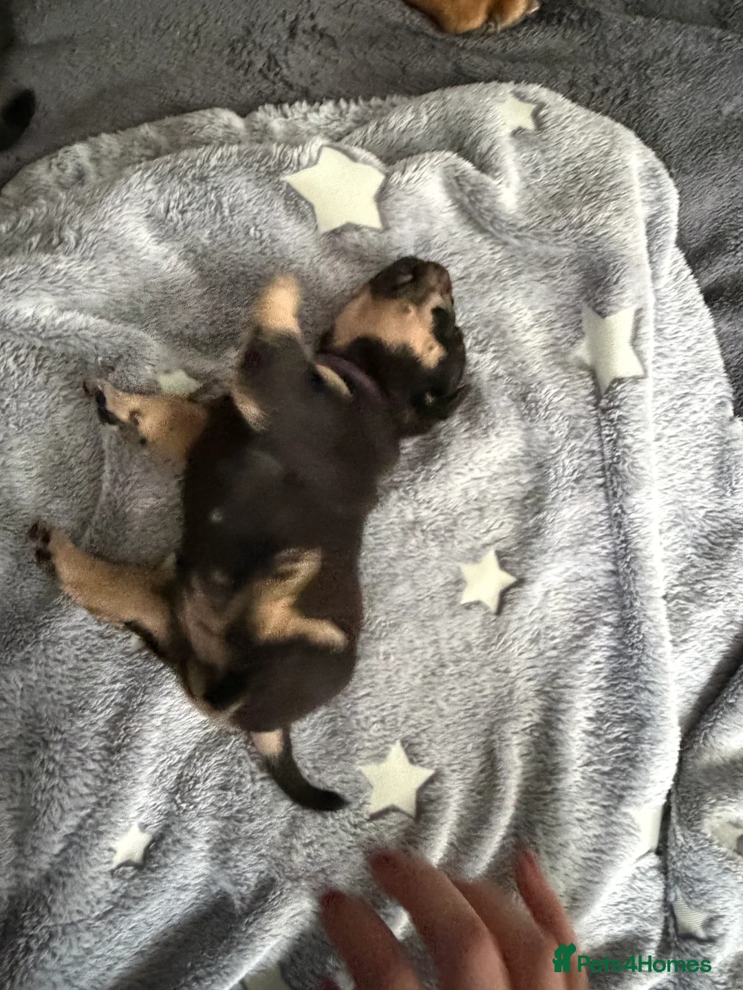 Old Tyme Bulldog dogs for sale: Old Tyme English Bulldog Puppies - Advert 13