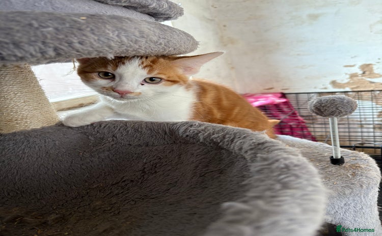 Mixed Breed cats - Advert 7