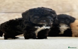 Cockapoo dogs for sale: F1 cockapoo puppies PRA TESTED - Image 10