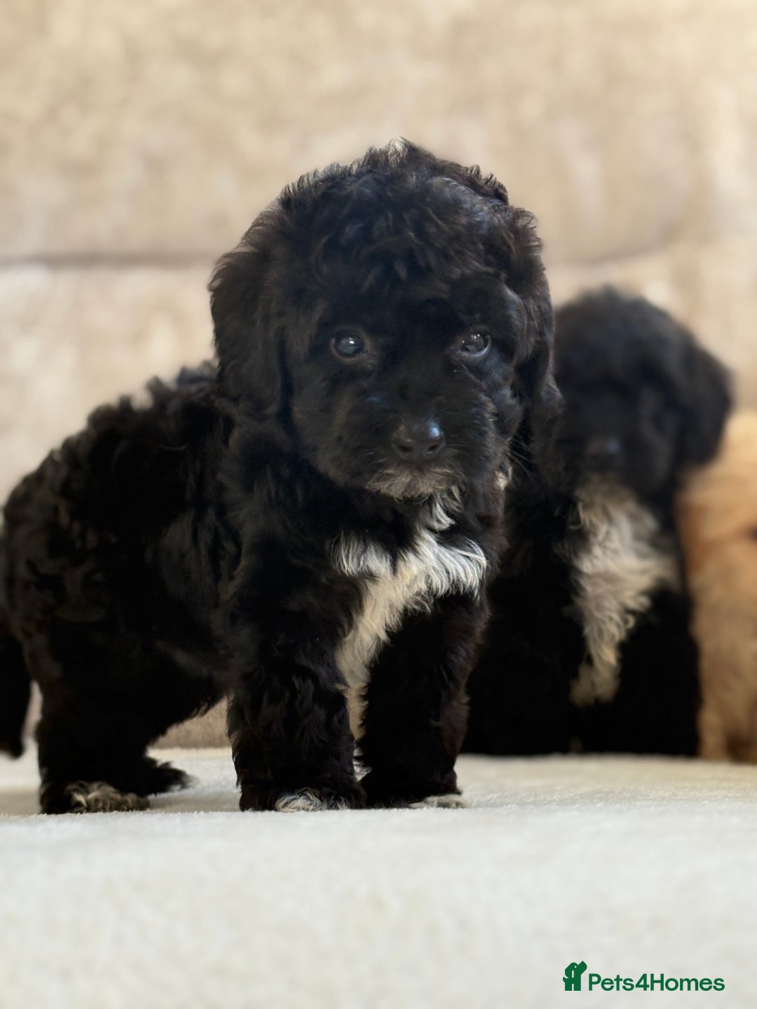 Cockapoo dogs for sale: F1 cockapoo puppies PRA TESTED - Image 10