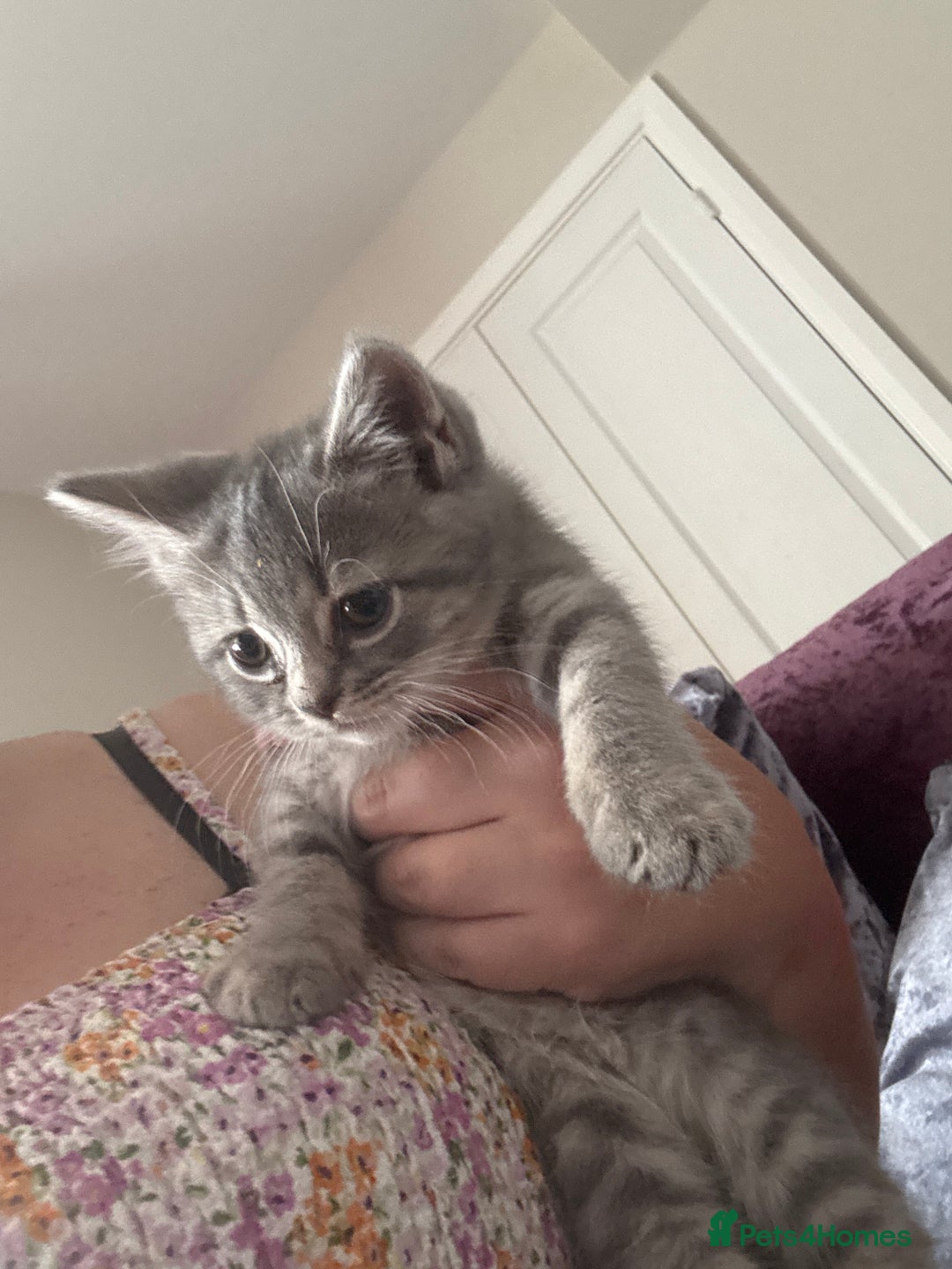 Mixed Breed cats for sale: Ready for forever home  - Image 4