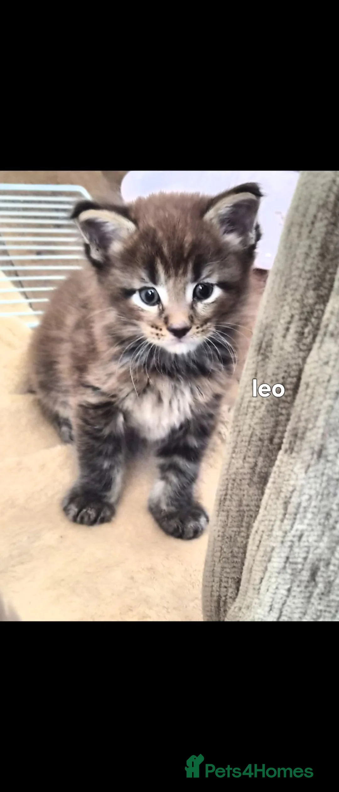 Maine Coon cats for sale: Maine coon pedigree kittens  - Advert 23