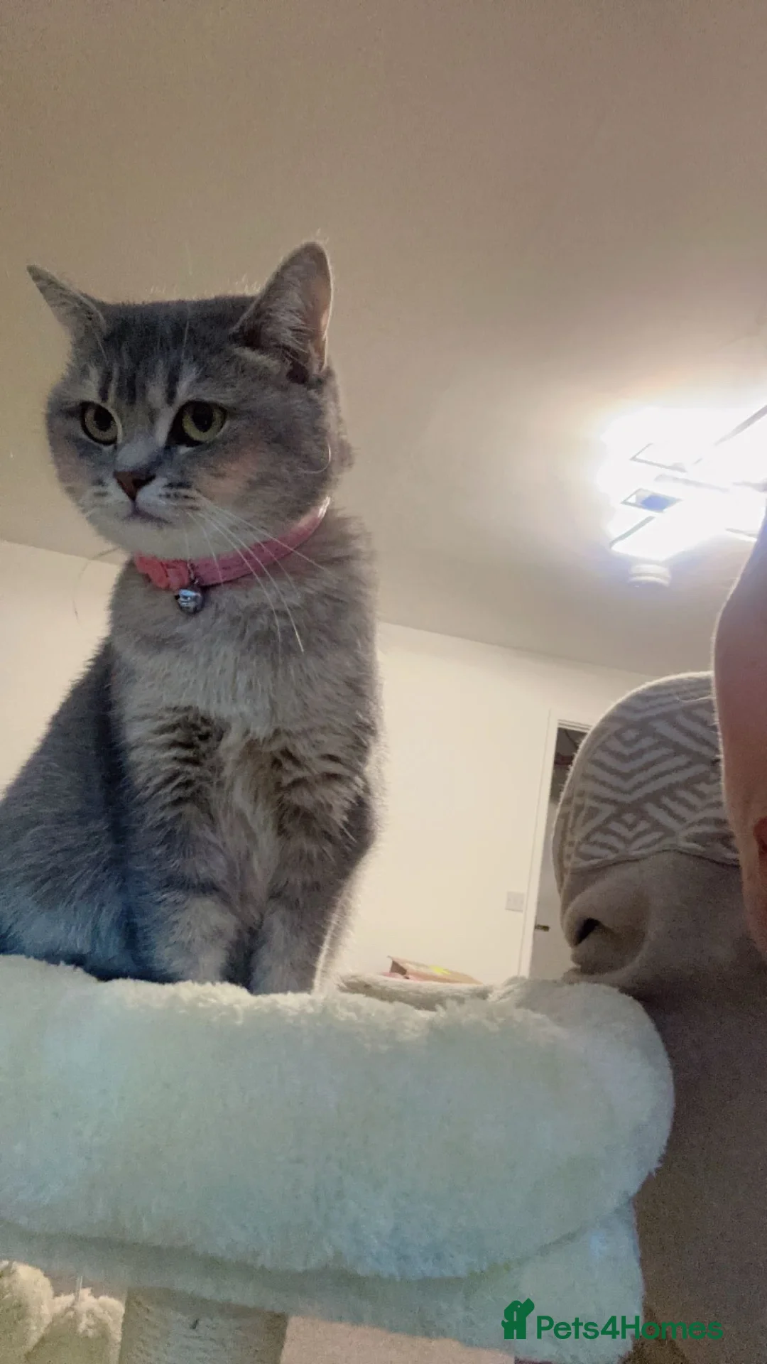 British Shorthair cats for sale: BSH blue colour cat  in Wigston - Advert 3