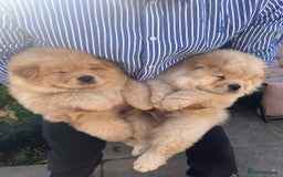 Chow Chow dogs for sale: Chow chow  - Image 2