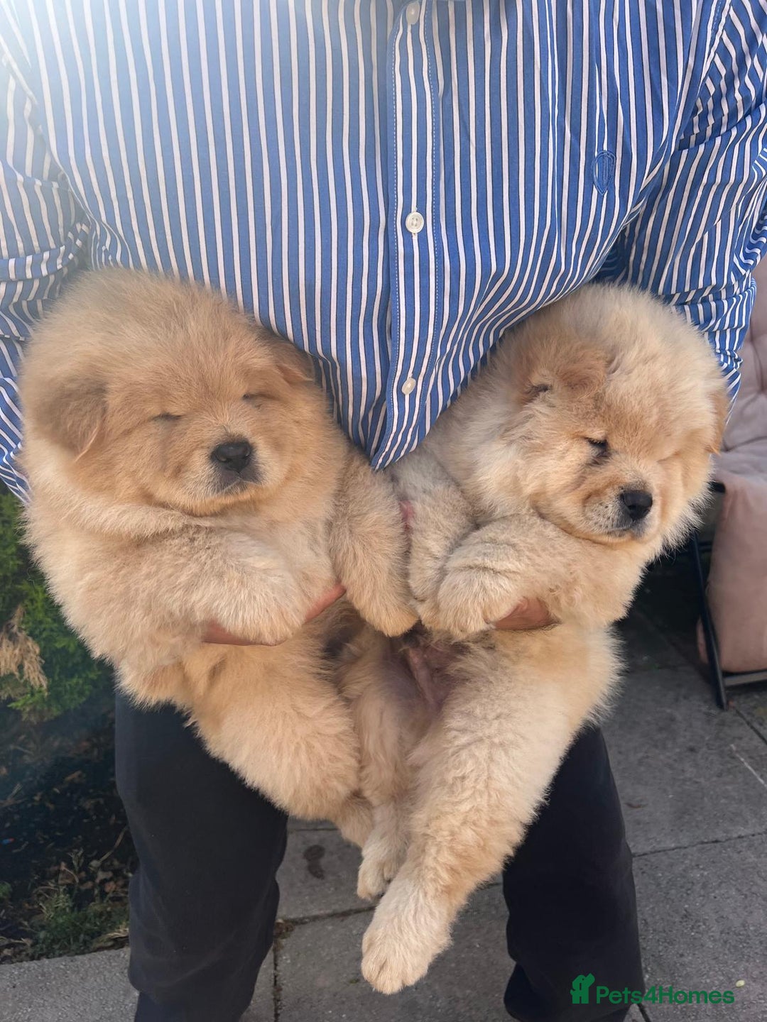 Chow Chow dogs for sale: Chow chow  - Image 2