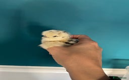 Chickens poultry for sale: Silkies - polish  - Image 4