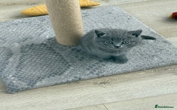 British Shorthair cats for sale: British shorthair kittens “Ready now” - Image 4