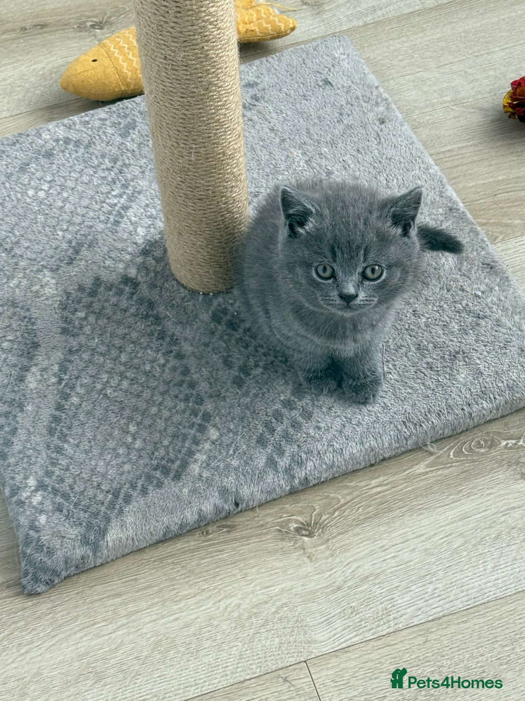 British Shorthair cats for sale: British shorthair kittens “Ready now” - Image 4
