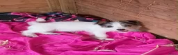 Jack Chi dogs for sale: Adorable jack Russell puppy’s  - Advert 8