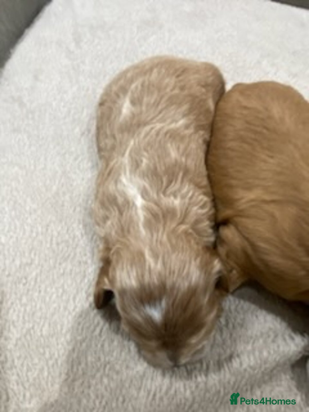 Cavapoo dogs for sale: F1 Cavapoo puppy Health Tested parents  - Advert 6