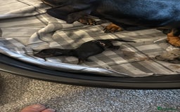 Dachshund dogs for sale: Litter of standard Dachshund  - Image 21