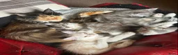 Maine Coon cats for sale: Maine Coon kittens - Advert 5