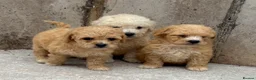 Poochon dogs for sale: Poochon puppies for sale  in Cookstown - Advert 2