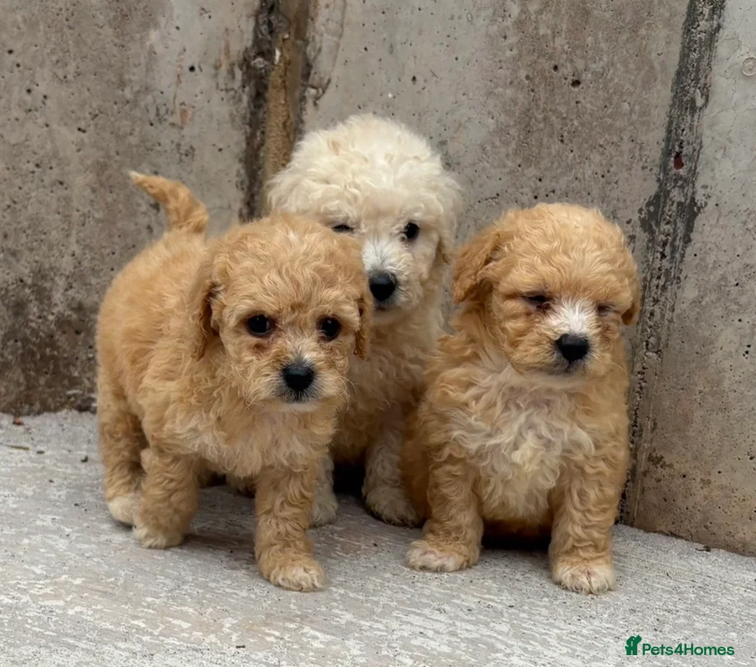 Poochon dogs for sale: Poochon puppies for sale  in Cookstown - Advert 2