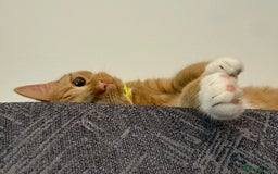 Mixed Breed cats for sale: Ginger cat/ 7 months old  - Image 13