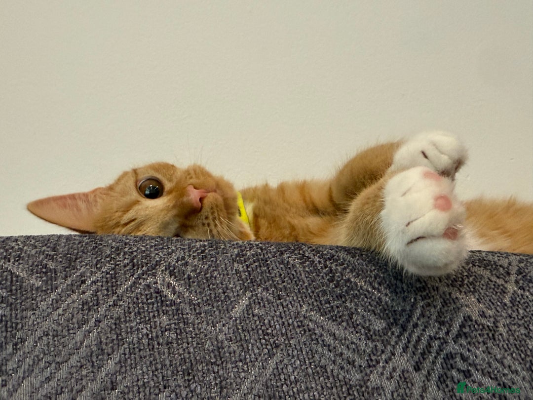Mixed Breed cats for sale: Ginger cat/ 7 months old  - Image 13