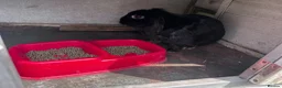 Mini Lion Lop rabbits for sale: 2 Adult Mini Lion Lops Rabbits - Advert 4