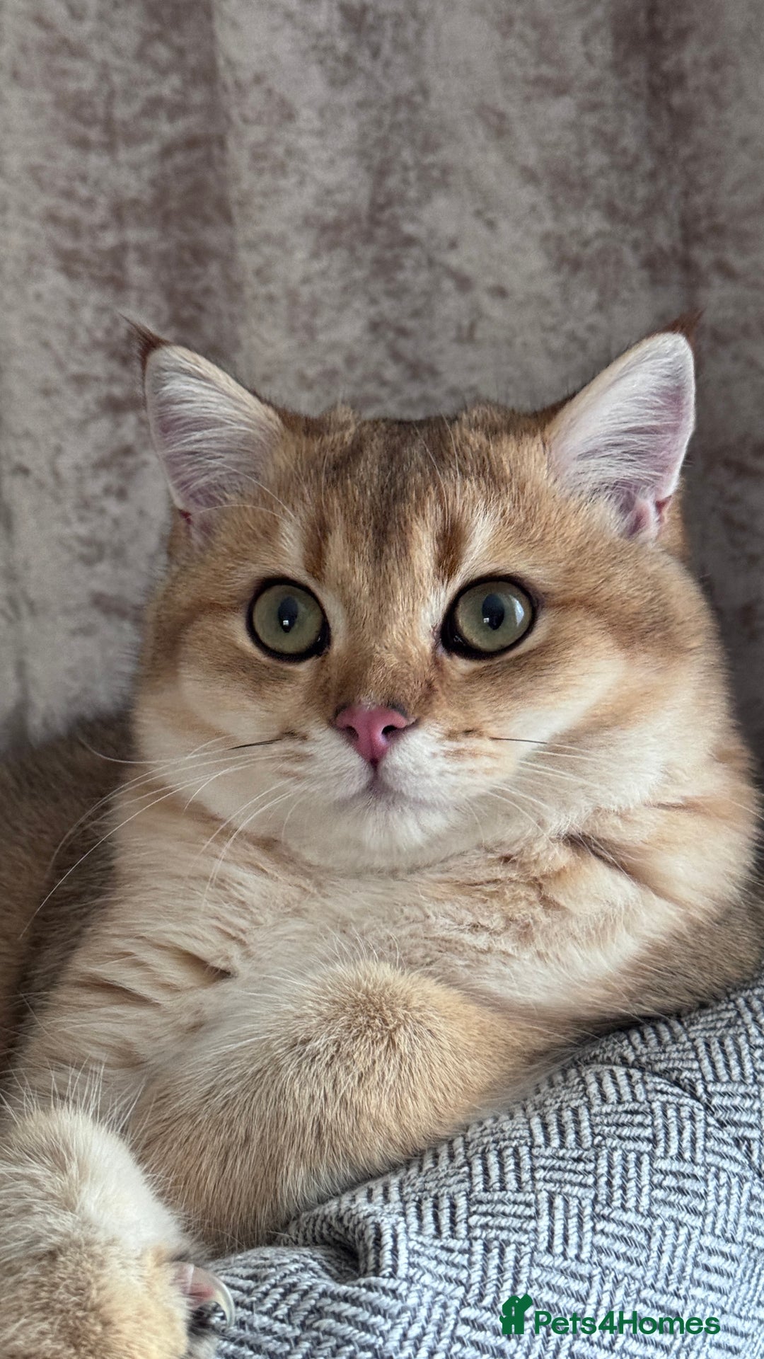 British Shorthair cats for sale: BSH GCCF NY12 Golden black tipped one girl left  in Basildon - Advert 2