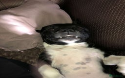 Staffordshire Bull Terrier dogs for sale: Beautiful Loyal Staffy Girl Needs Loving Home - Image 6