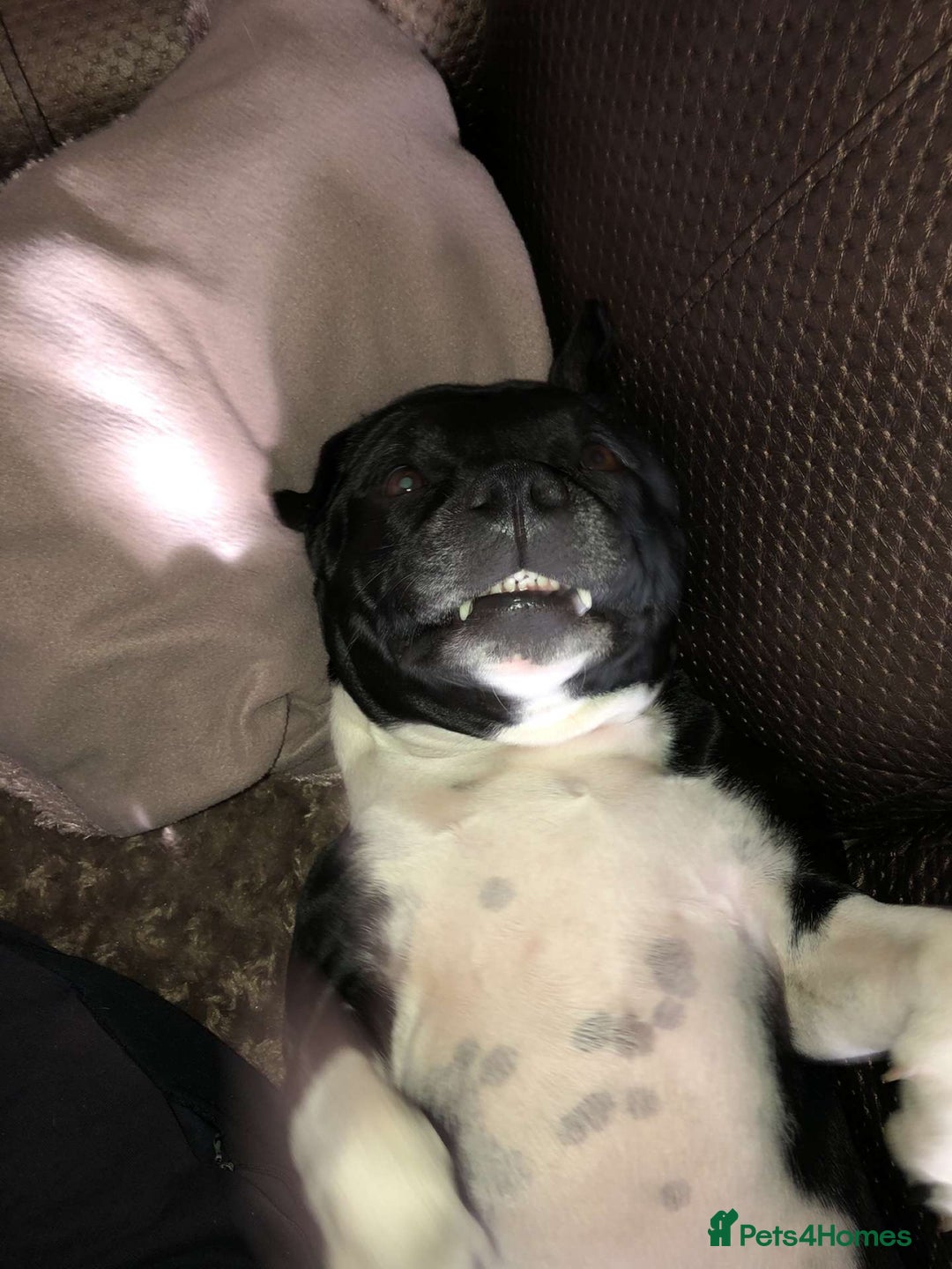 Staffordshire Bull Terrier dogs for sale: Beautiful Loyal Staffy Girl Needs Loving Home - Image 6