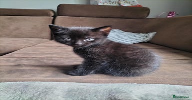 Domestic Shorthair cats - Advert 1