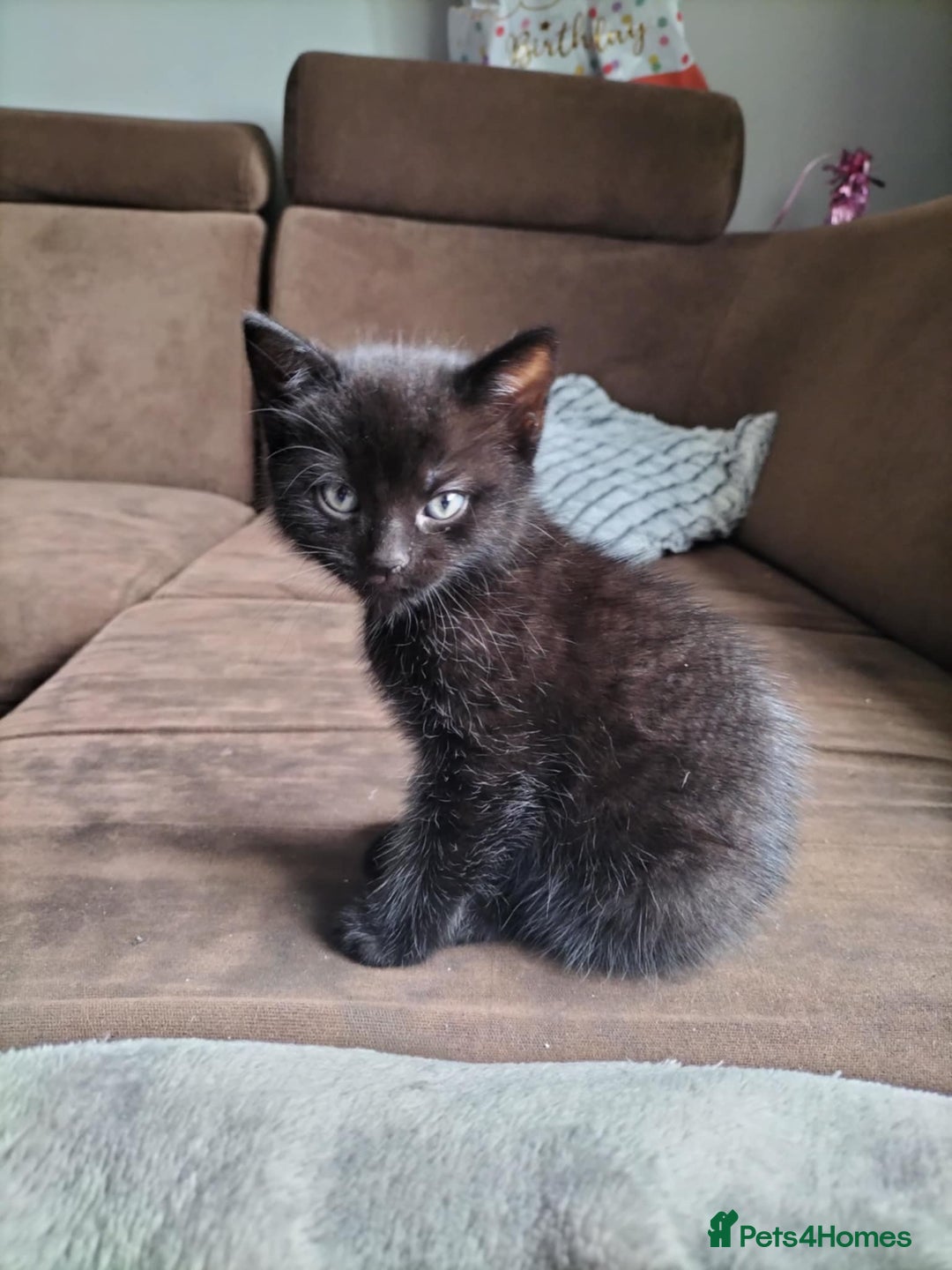 Domestic Shorthair cats for sale: Two beautiful black kittens  - Image 2
