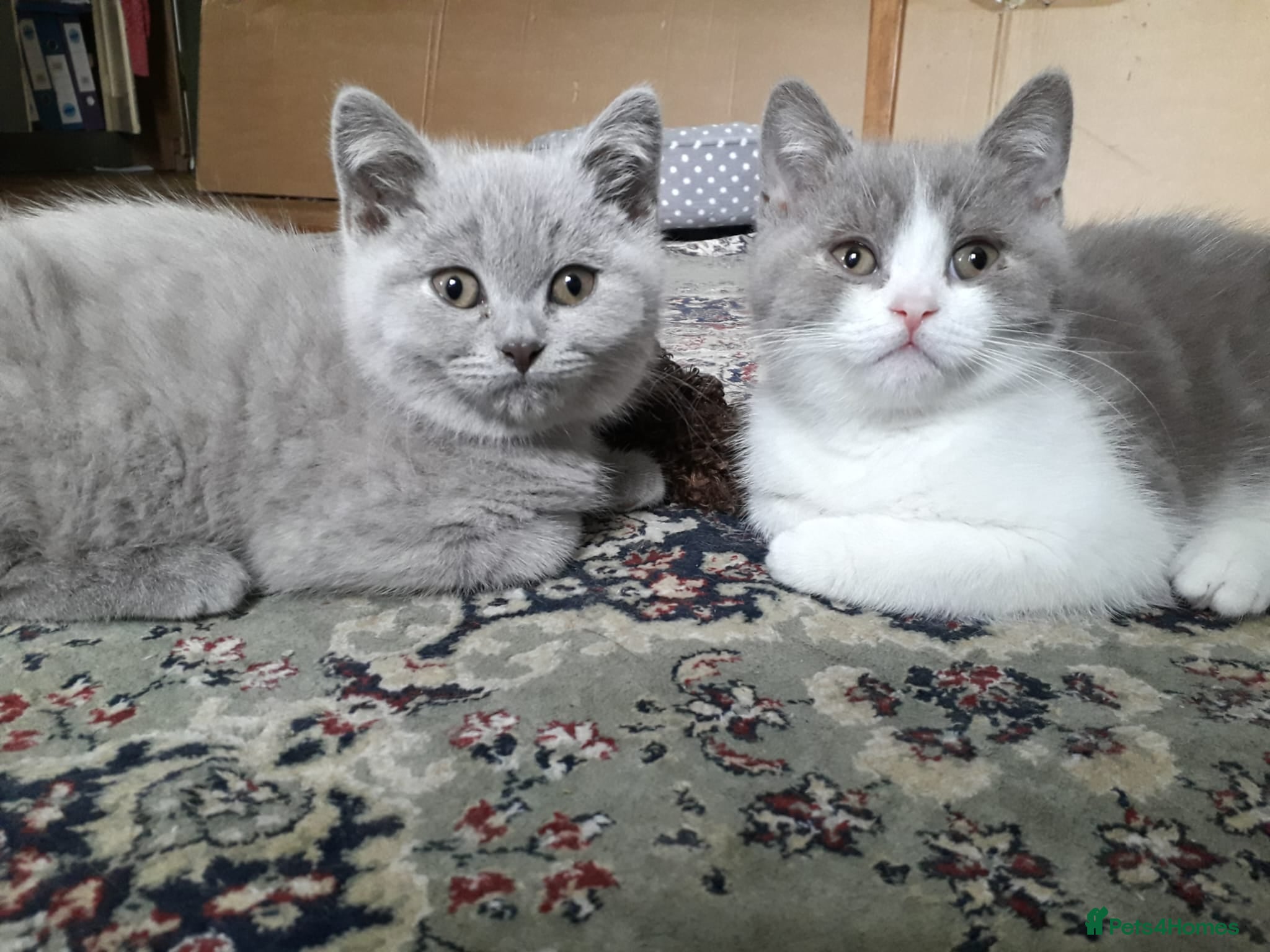 British Shorthair cats  Lilac & chocolate British Shorthair kittens  - Advert 13