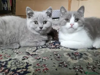 British Shorthair cats Lilac & chocolate British Shorthair kittens - Advert 13