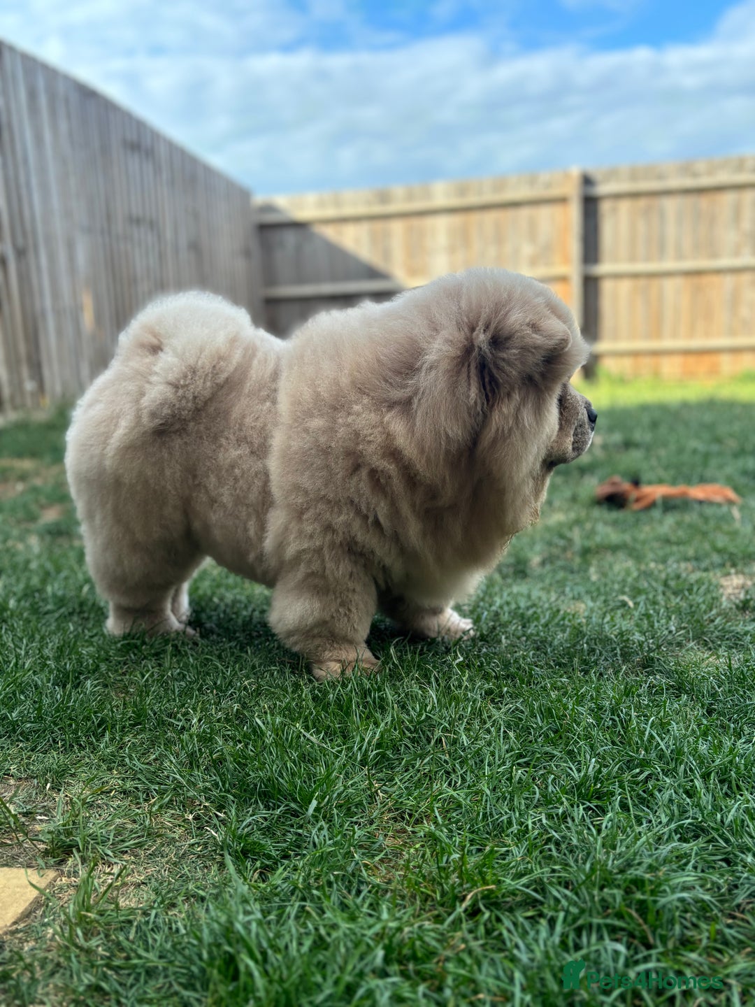 Chow Chow dogs for sale: Champion pedigree chow chow puppies in Northampton - Image 31