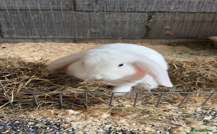 Mini Lop rabbits - Advert 12