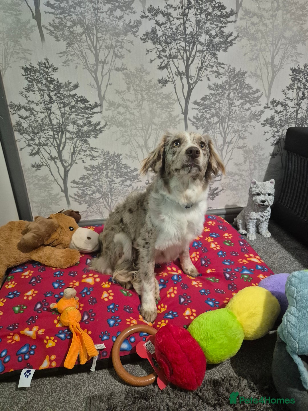 Mixed Breed dogs for sale: Lara  - Advert 5