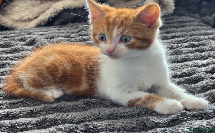 Mixed Breed cats - Advert 15